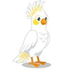 Cockatoo logo